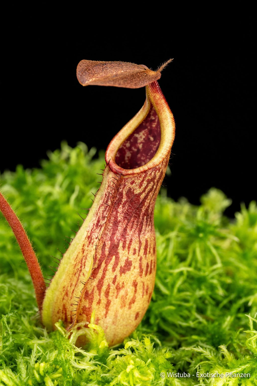 Nepenthes truncata x pitopangii 大森食虫植物農園