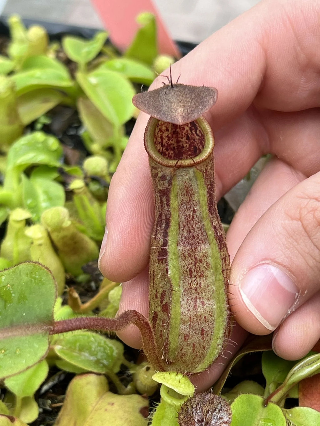 Nepenthes truncata x pitopangii 大森食虫植物農園