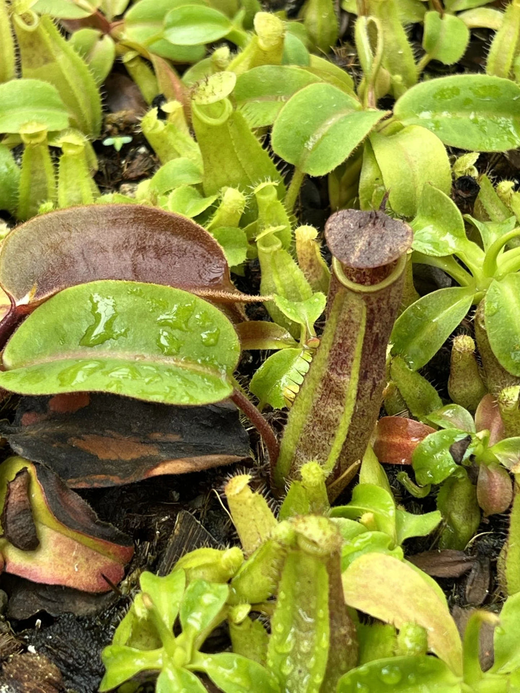Nepenthes truncata x pitopangii 大森食虫植物農園