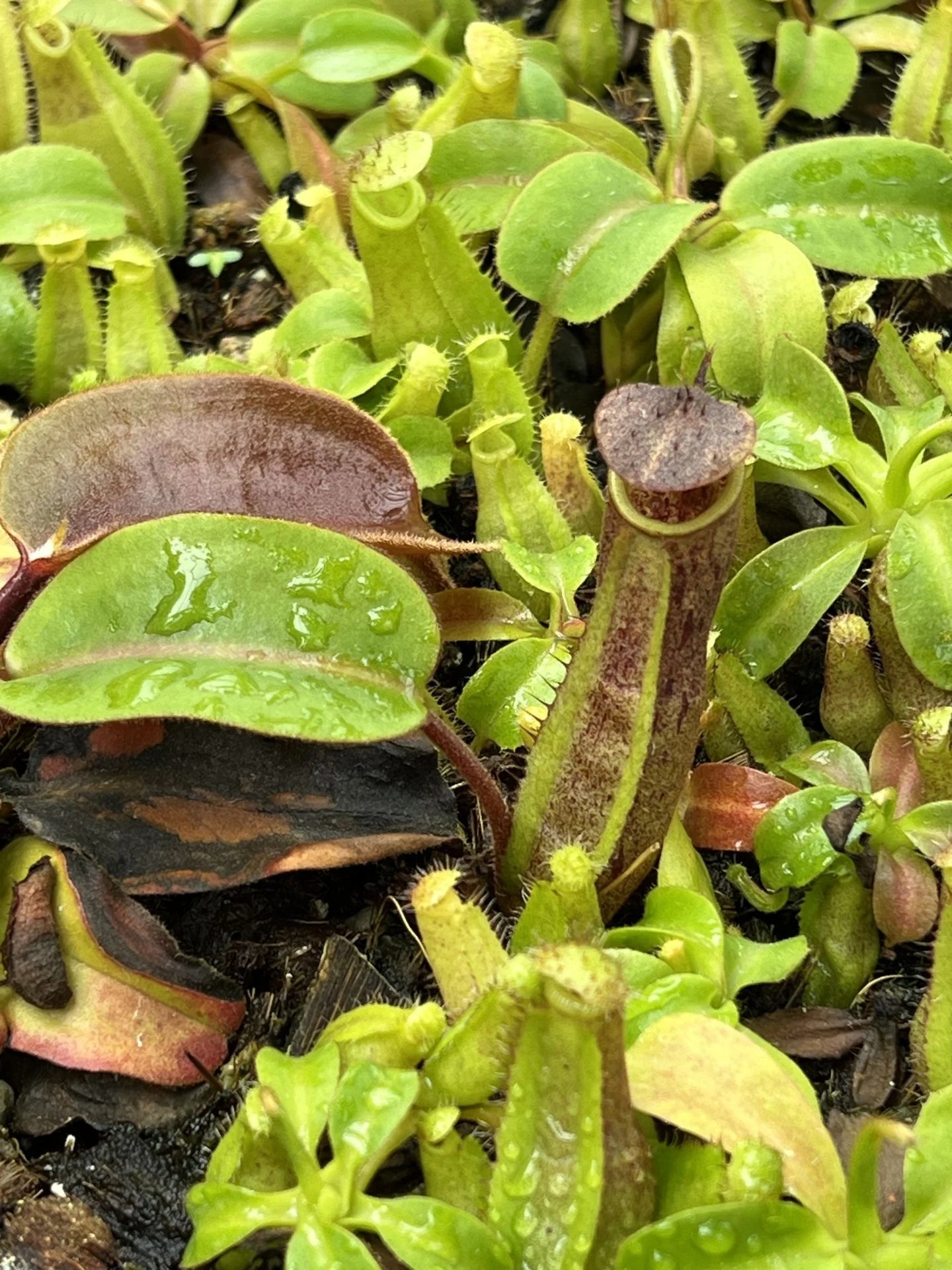 Nepenthes truncata x pitopangii 大森食虫植物農園