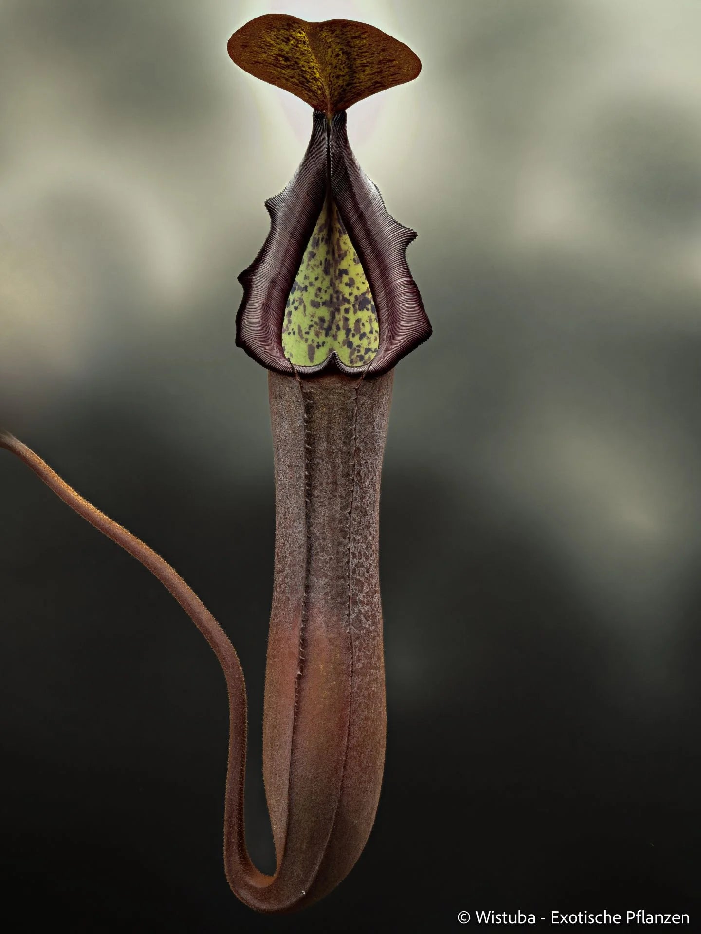 Nepenthes truncata x ramispina 大森食虫植物農園