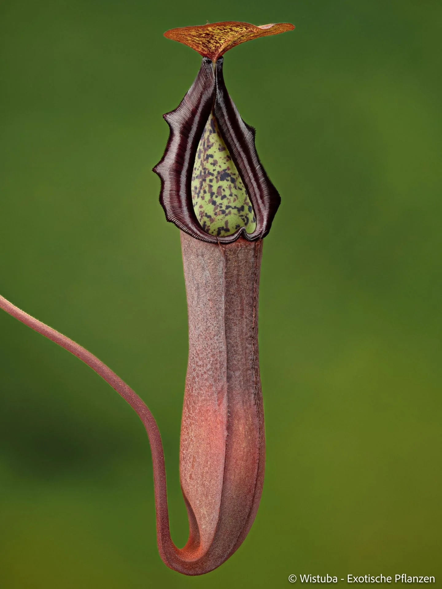 Nepenthes truncata x ramispina 大森食虫植物農園