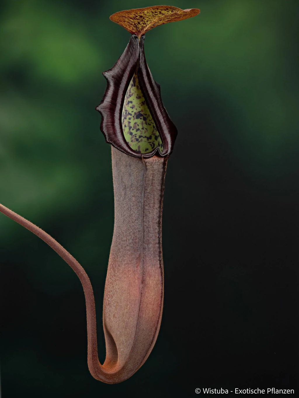 Nepenthes truncata x ramispina 大森食虫植物農園