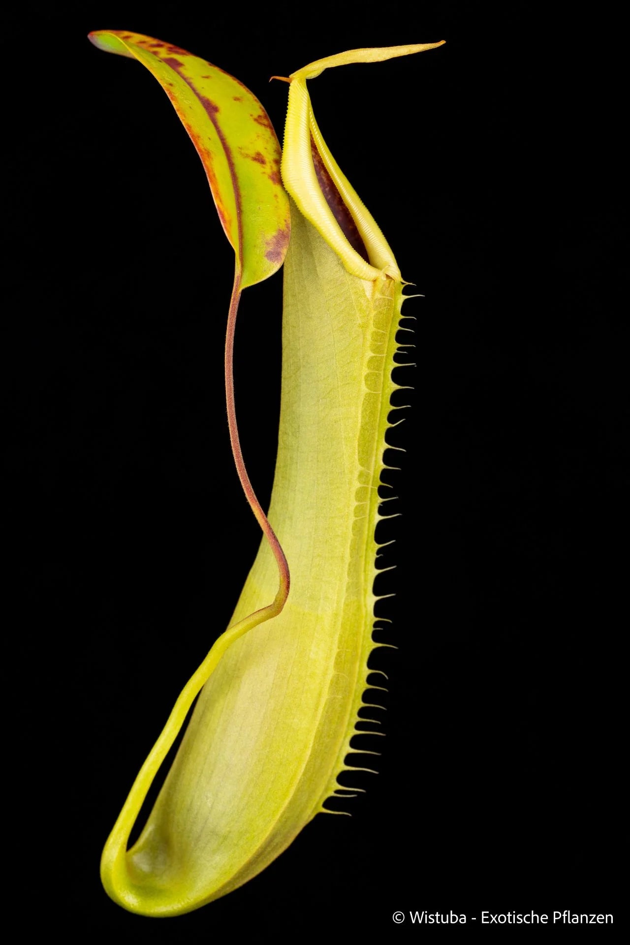 Nepenthes truncata x tentaculata (EP) 大森食虫植物農園