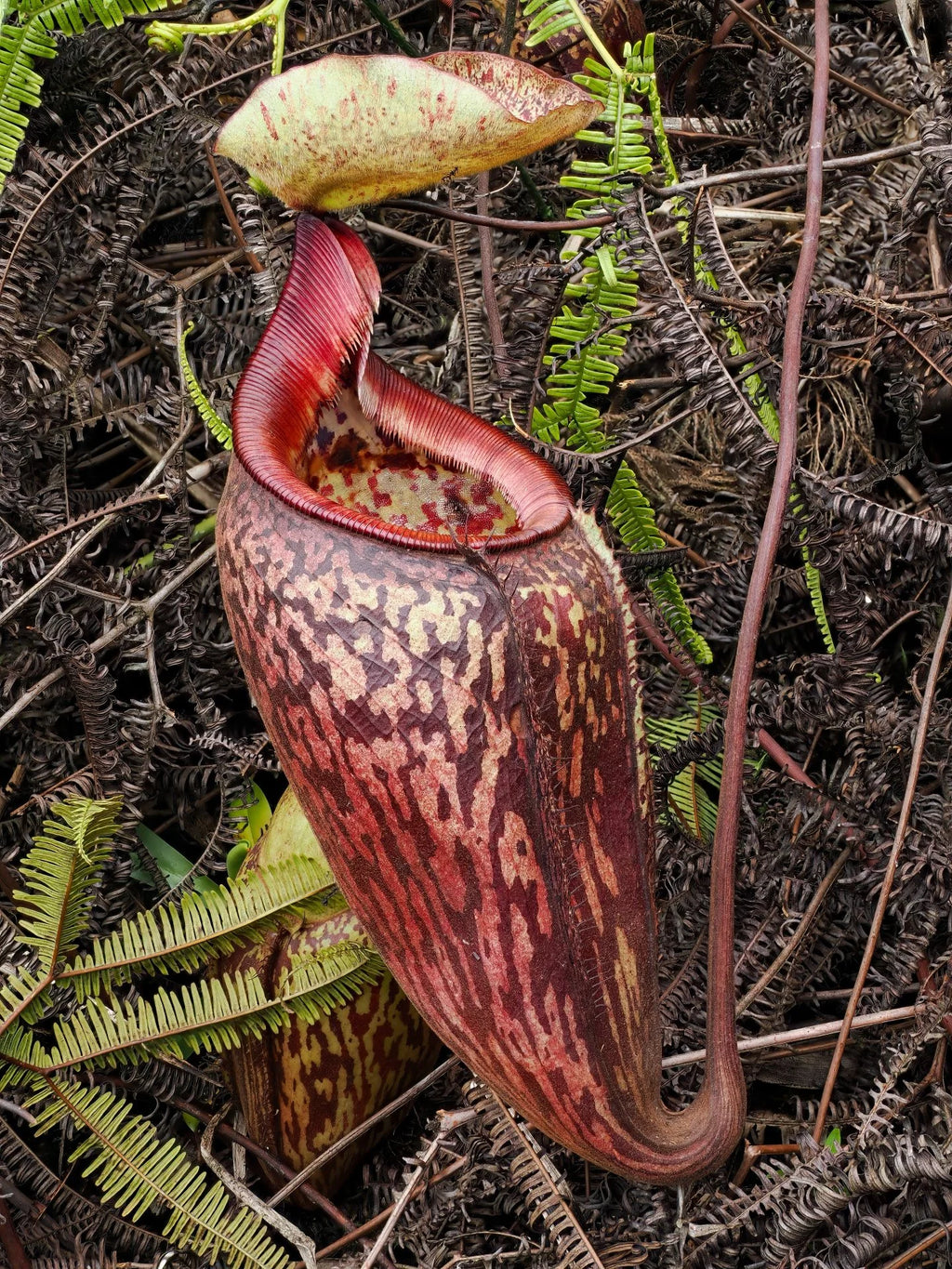 Nepenthes ulukaliana (Genting Highlands, Peninsula) 大森食虫植物農園