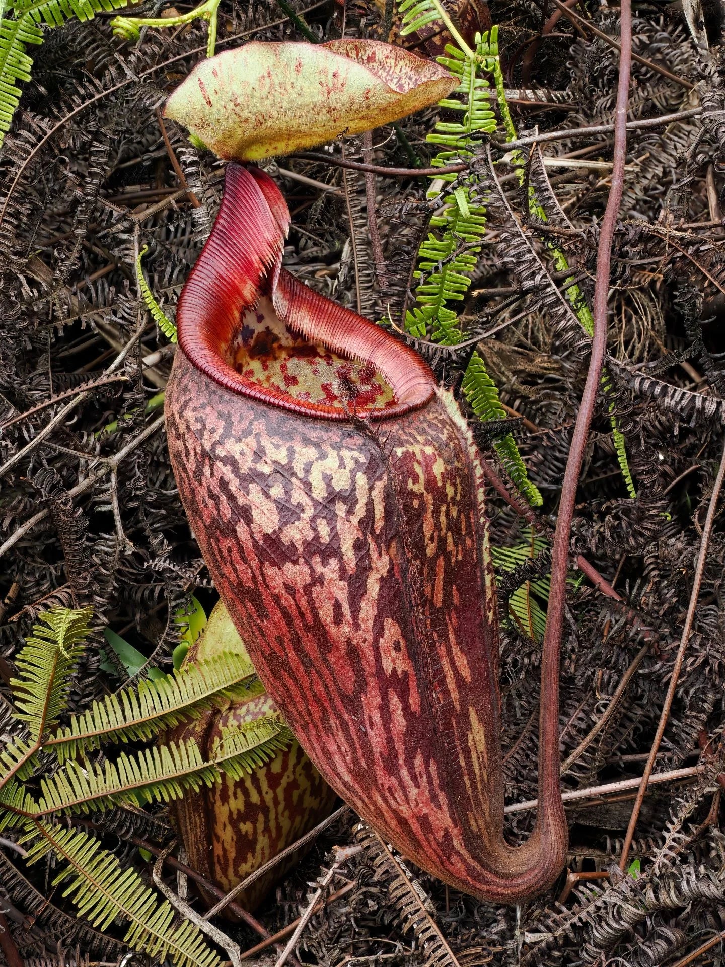 Nepenthes ulukaliana (Genting Highlands, Peninsula) 大森食虫植物農園