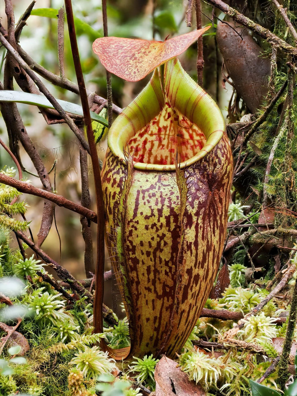 Nepenthes ulukaliana (Genting Highlands, Peninsula) 大森食虫植物農園
