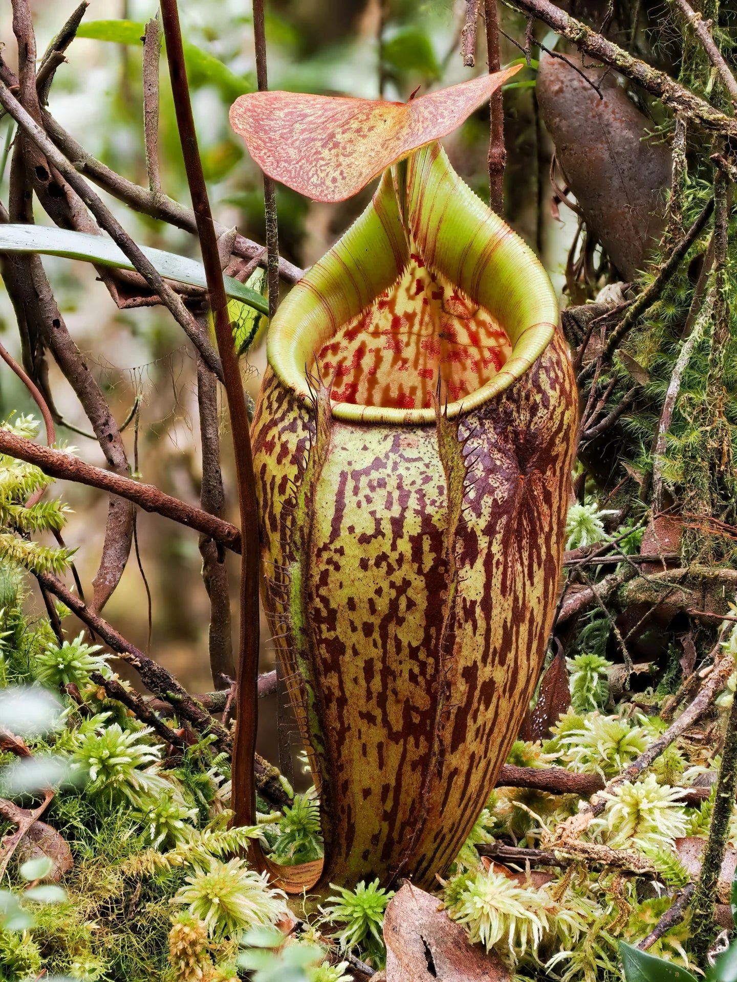 Nepenthes ulukaliana (Genting Highlands, Peninsula) 大森食虫植物農園