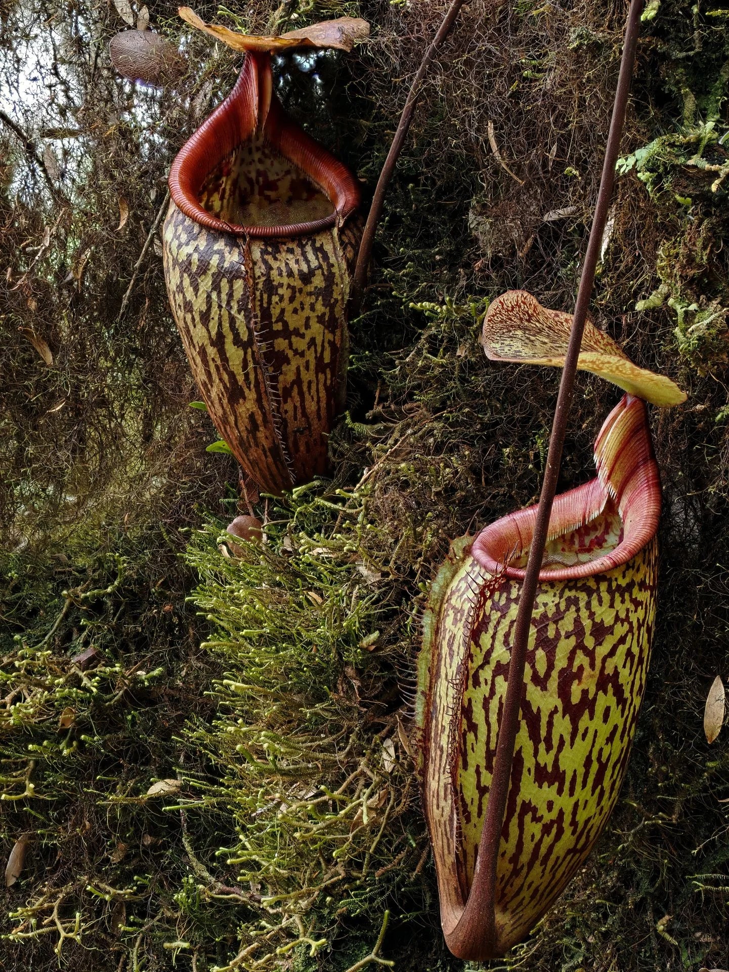 Nepenthes ulukaliana (Genting Highlands, Peninsula) 大森食虫植物農園
