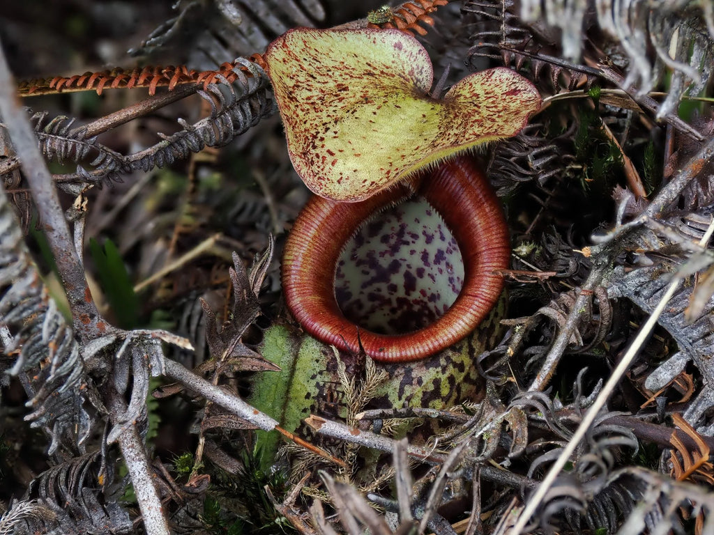 Nepenthes ulukaliana (Genting Highlands, Peninsula) 大森食虫植物農園