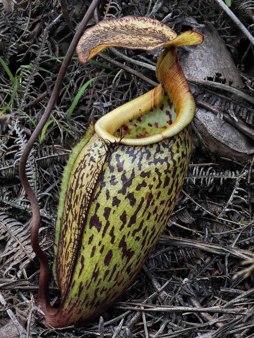 Nepenthes ulukaliana (Genting Highlands, Peninsula) 大森食虫植物農園