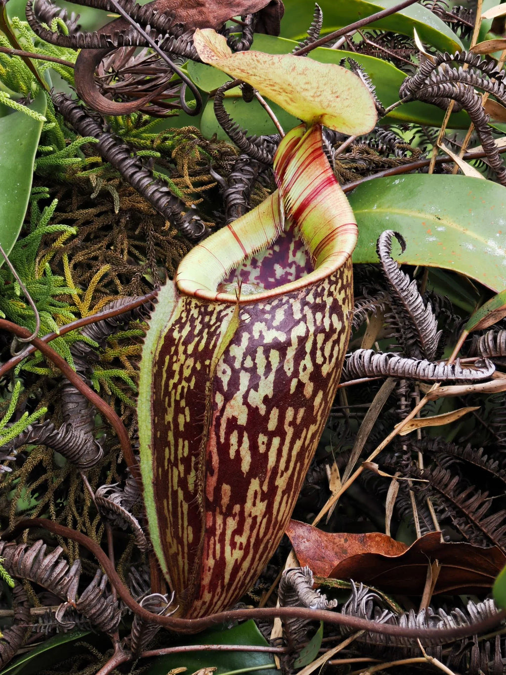 Nepenthes ulukaliana (Genting Highlands, Peninsula) 大森食虫植物農園