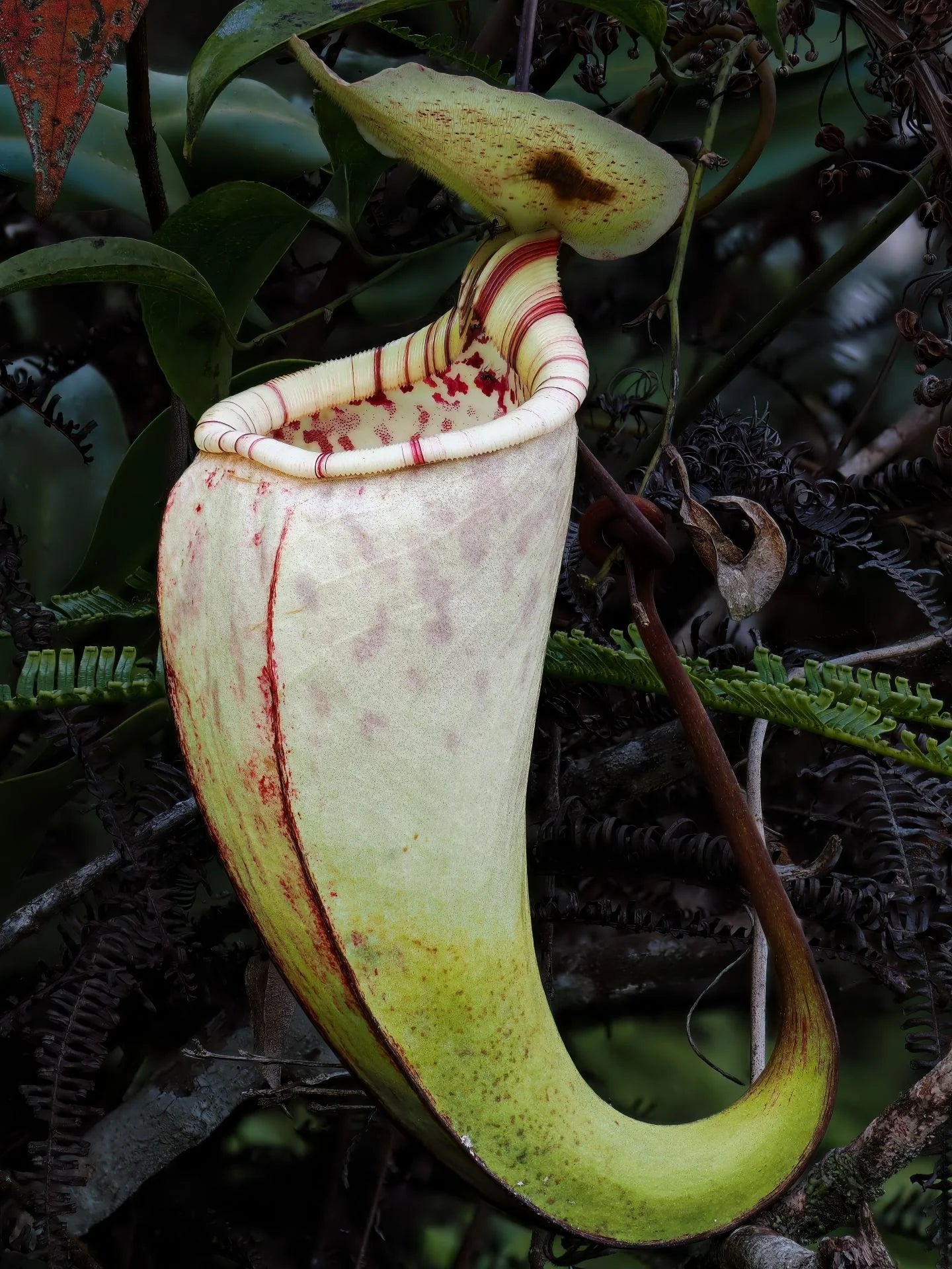 Nepenthes ulukaliana (Genting Highlands, Peninsula) 大森食虫植物農園