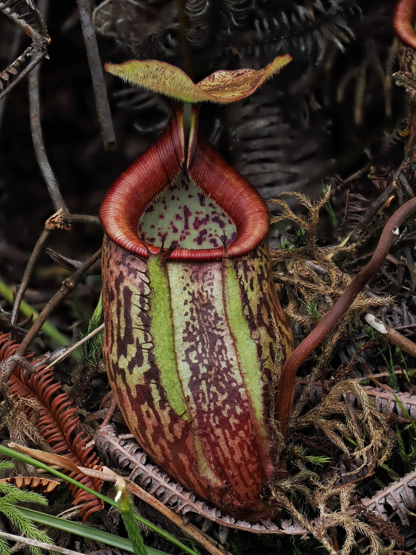 Nepenthes ulukaliana (Genting Highlands, Peninsula) 大森食虫植物農園