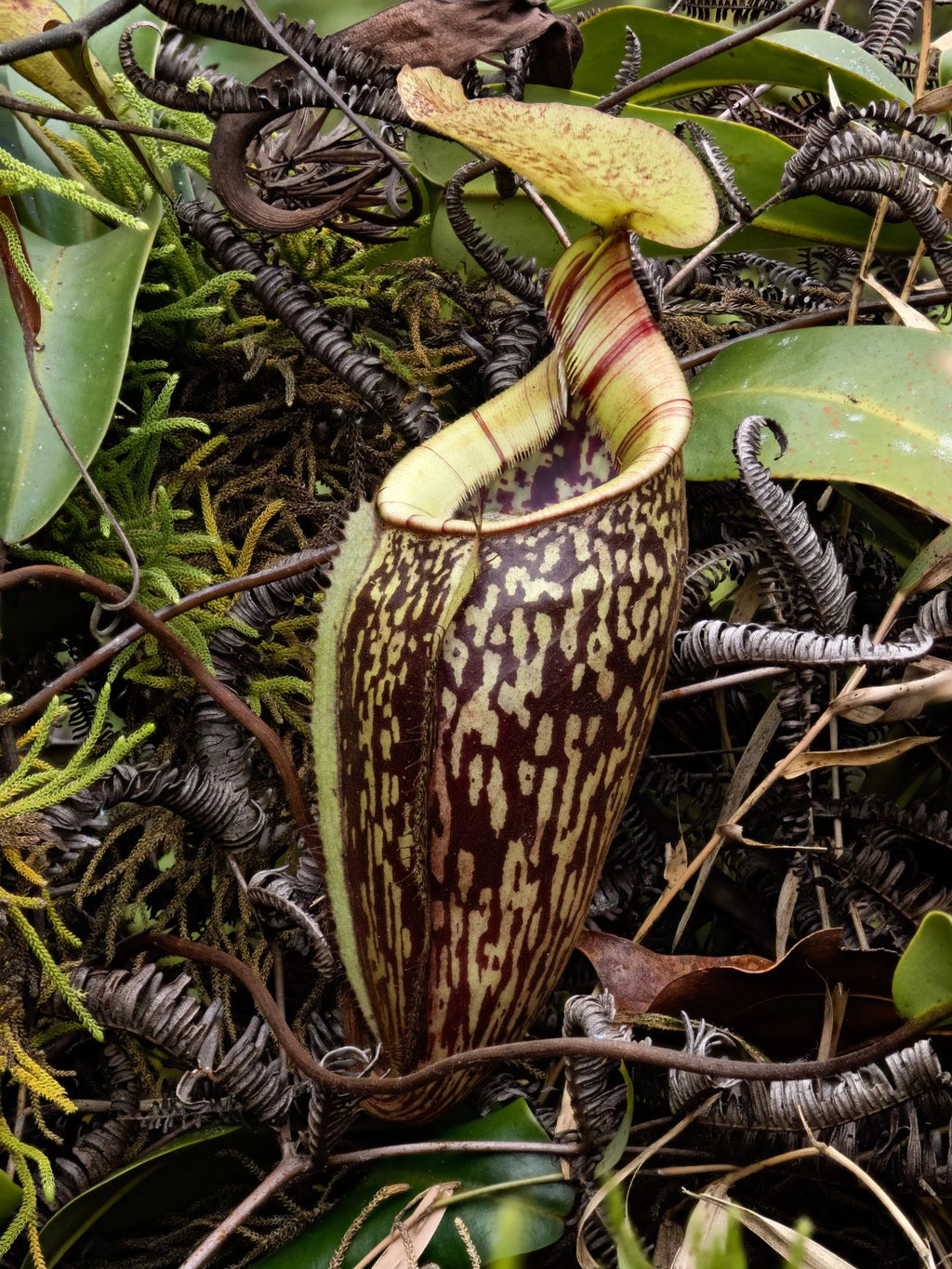 Nepenthes ulukaliana (Genting Highlands, Peninsula) 大森食虫植物農園