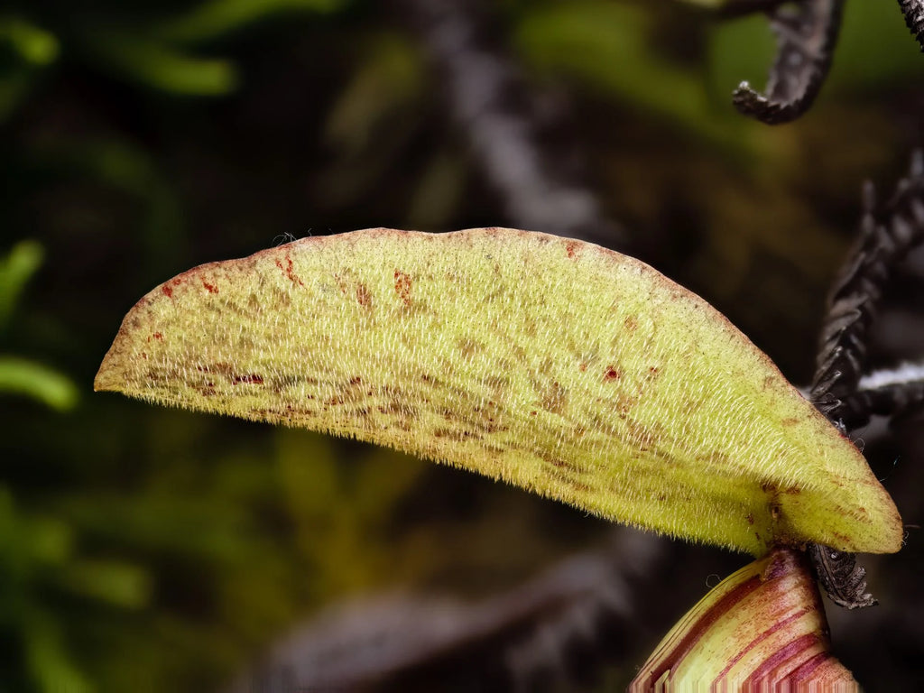 Nepenthes ulukaliana (Genting Highlands, Peninsula) 大森食虫植物農園
