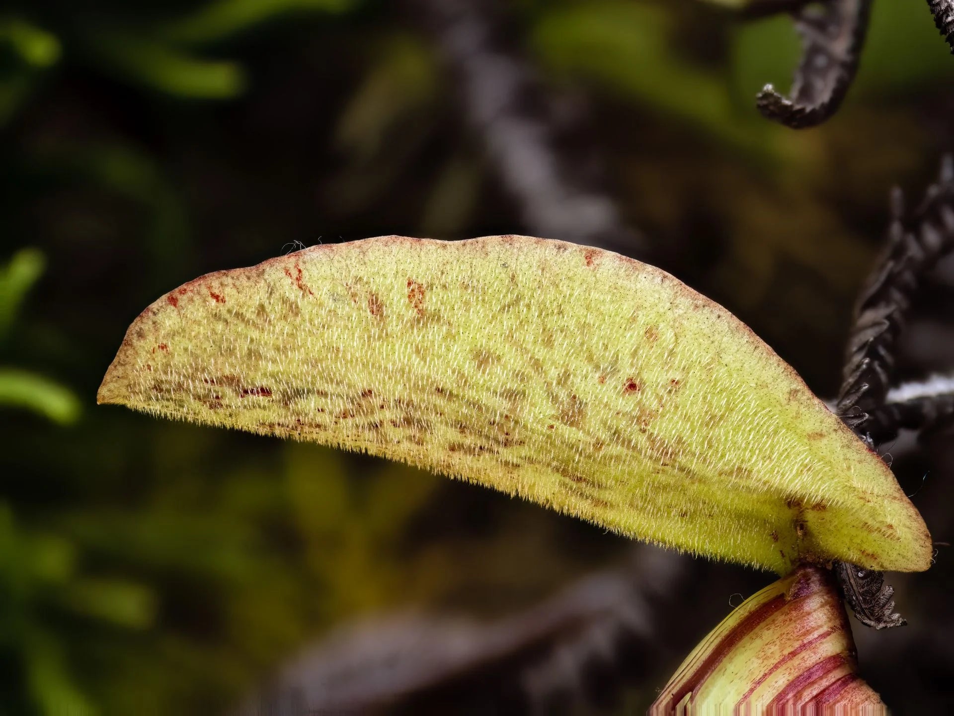 Nepenthes ulukaliana (Genting Highlands, Peninsula) 大森食虫植物農園