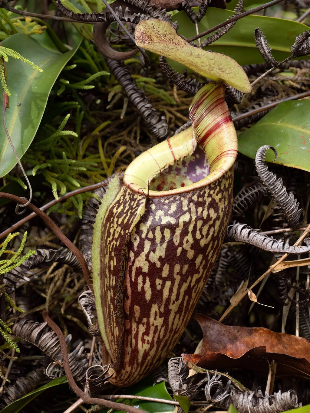 Nepenthes ulukaliana (Genting Highlands, Peninsula) 大森食虫植物農園