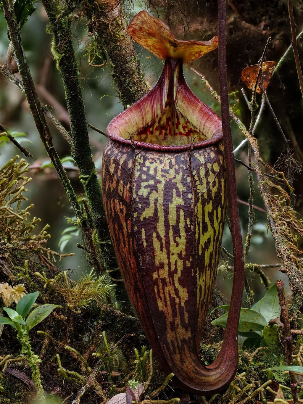 Nepenthes ulukaliana (Genting Highlands, Peninsula) 大森食虫植物農園