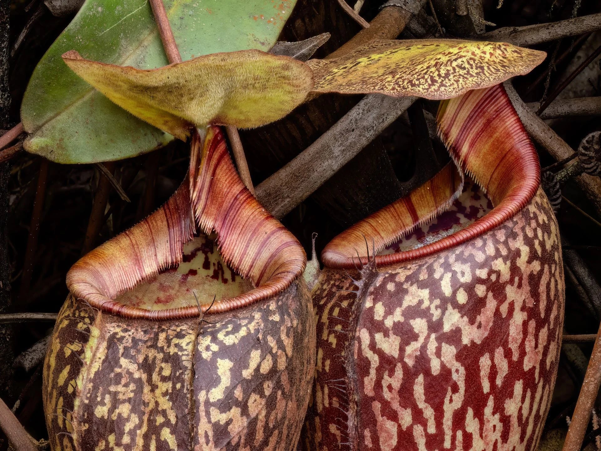 Nepenthes ulukaliana (Genting Highlands, Peninsula) 大森食虫植物農園