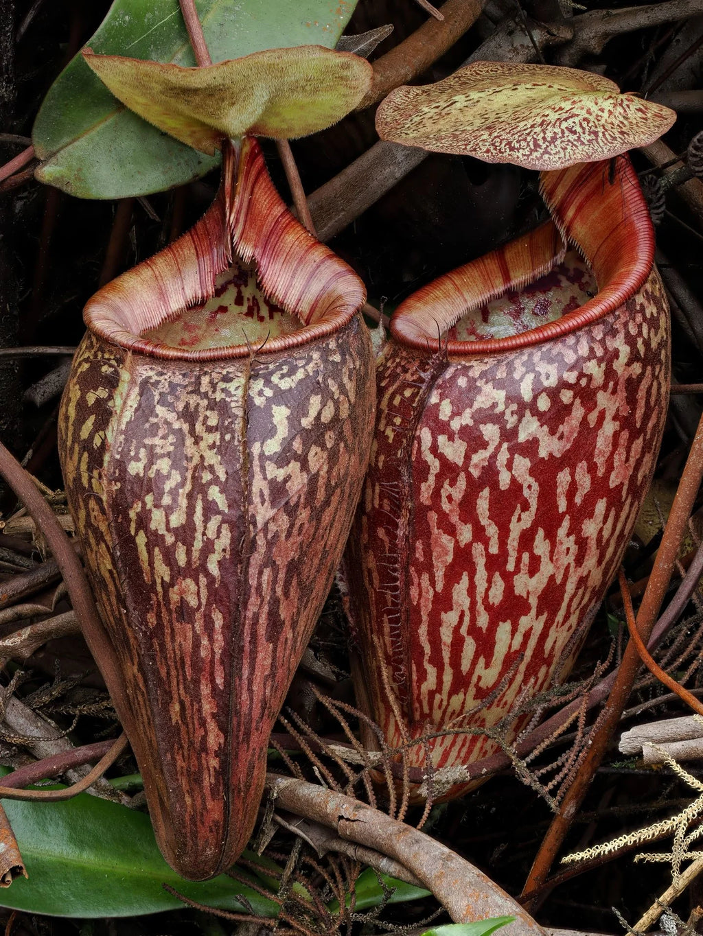 Nepenthes ulukaliana (Genting Highlands, Peninsula) 大森食虫植物農園