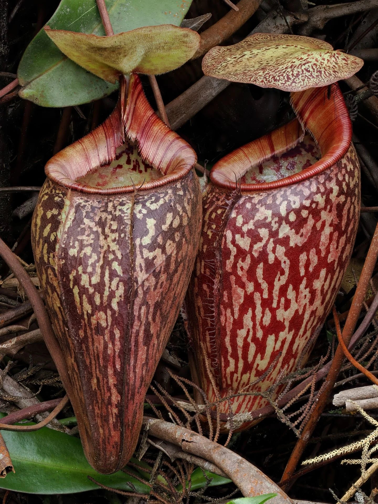 Nepenthes ulukaliana (Genting Highlands, Peninsula) 大森食虫植物農園