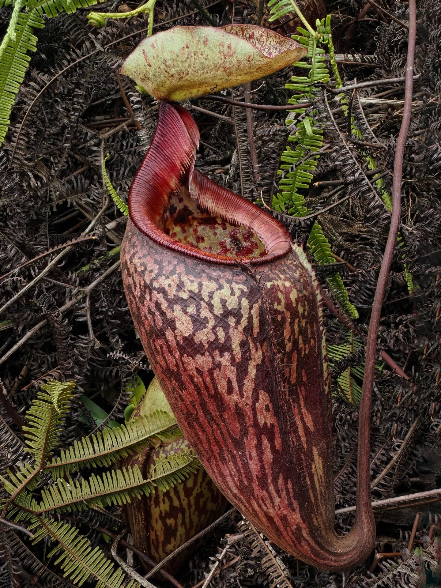 Nepenthes ulukaliana (Genting Highlands, Peninsula) 大森食虫植物農園