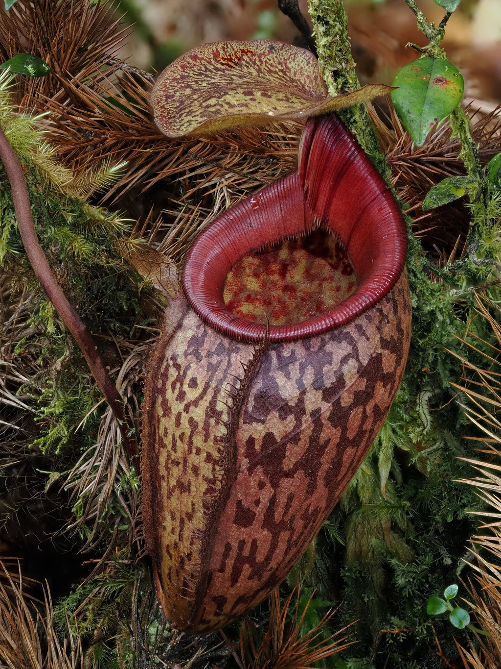 Nepenthes ulukaliana (Genting Highlands, Peninsula) 大森食虫植物農園