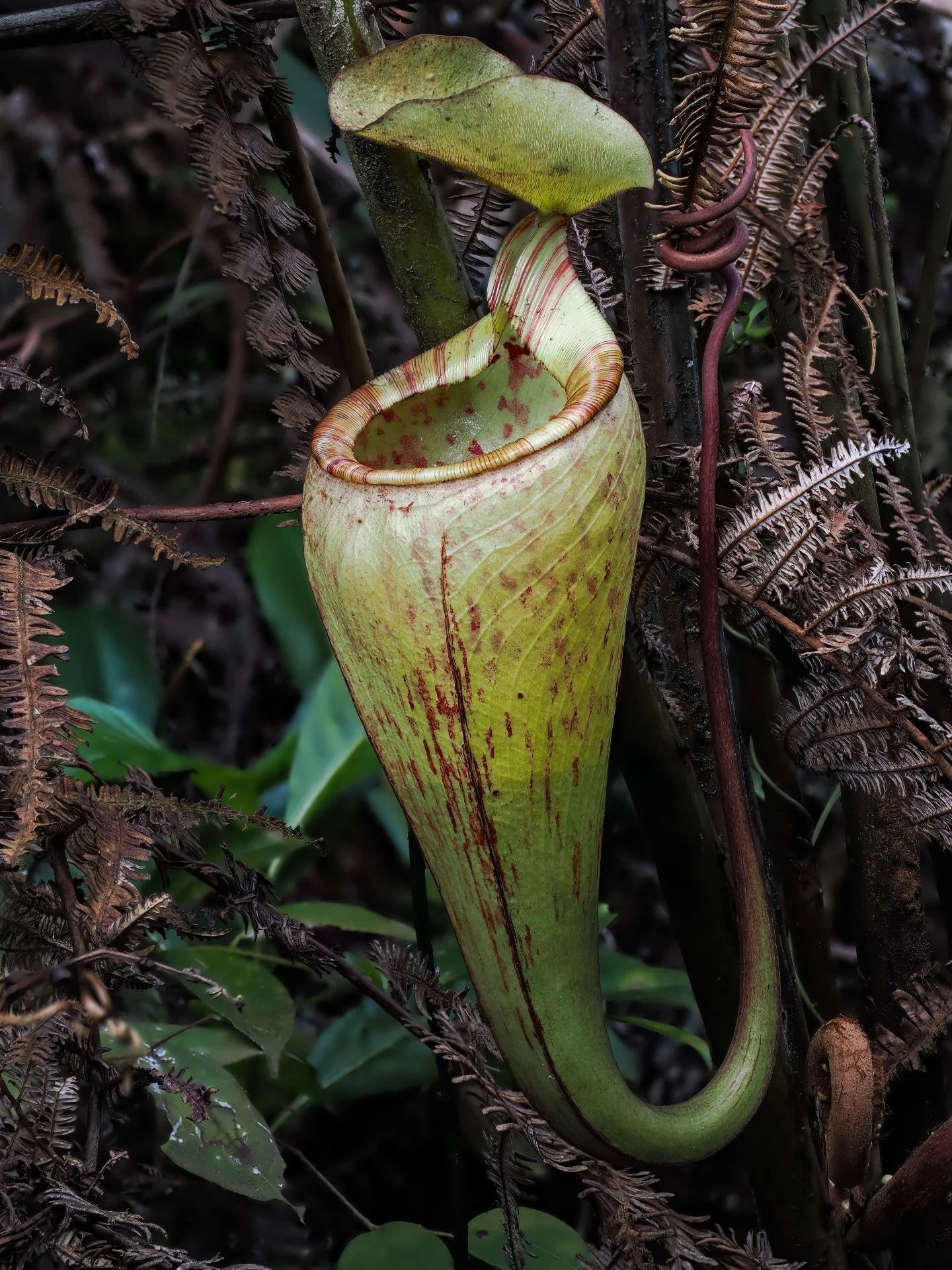 Nepenthes ulukaliana (Genting Highlands, Peninsula) 大森食虫植物農園