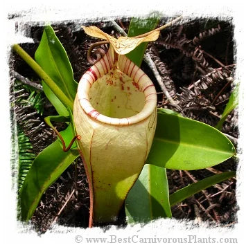 Nepenthes ulukaliana {Gunung Ulu Kali, West Malaysia} [BCP ID# N166, N194, N201] / 1株の苗, サイズ 4-8 cm 大森食虫植物農園