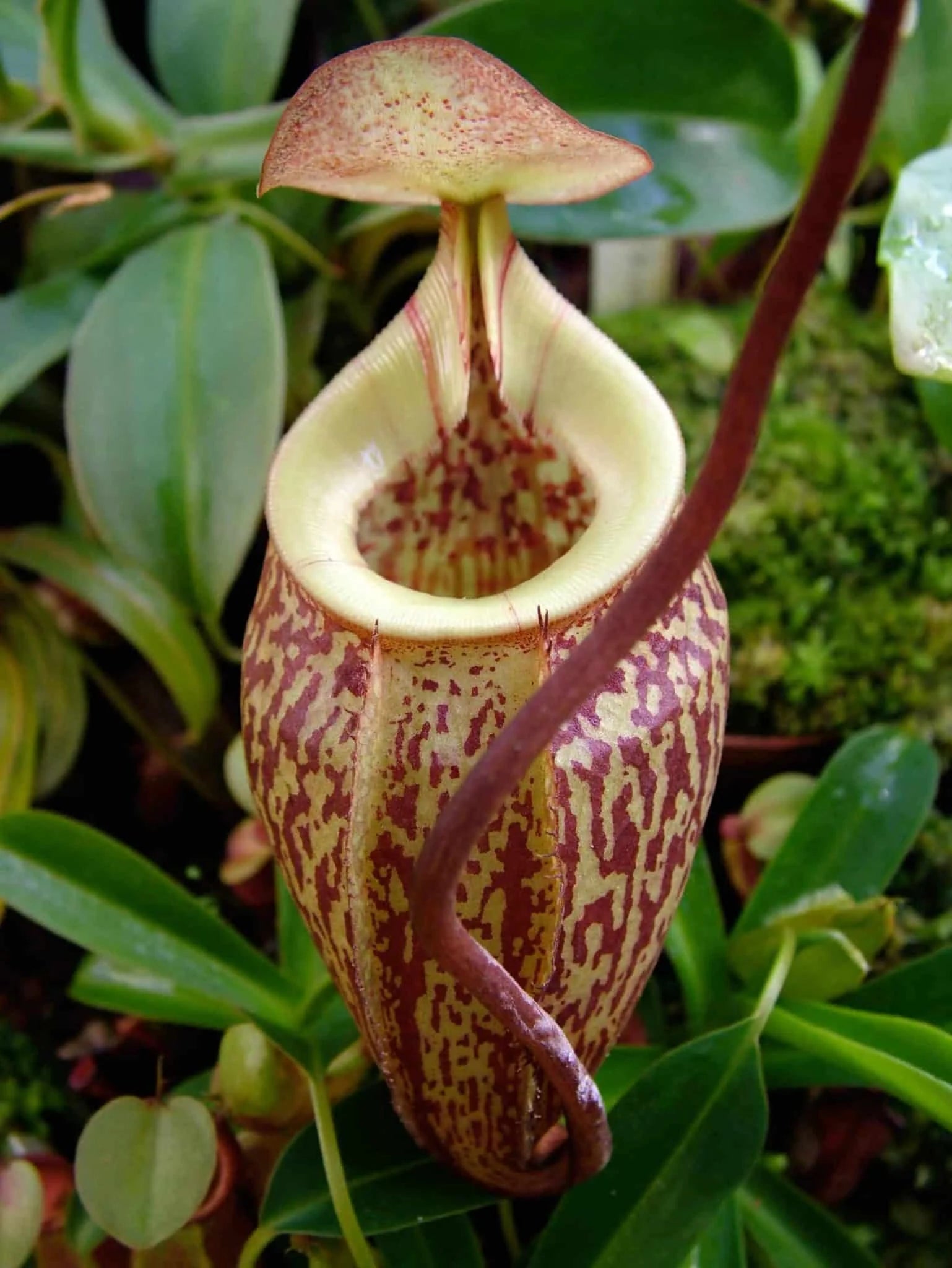Nepenthes ulukaliensis, Genting Highlands , 6-8 cm 大森食虫植物農園