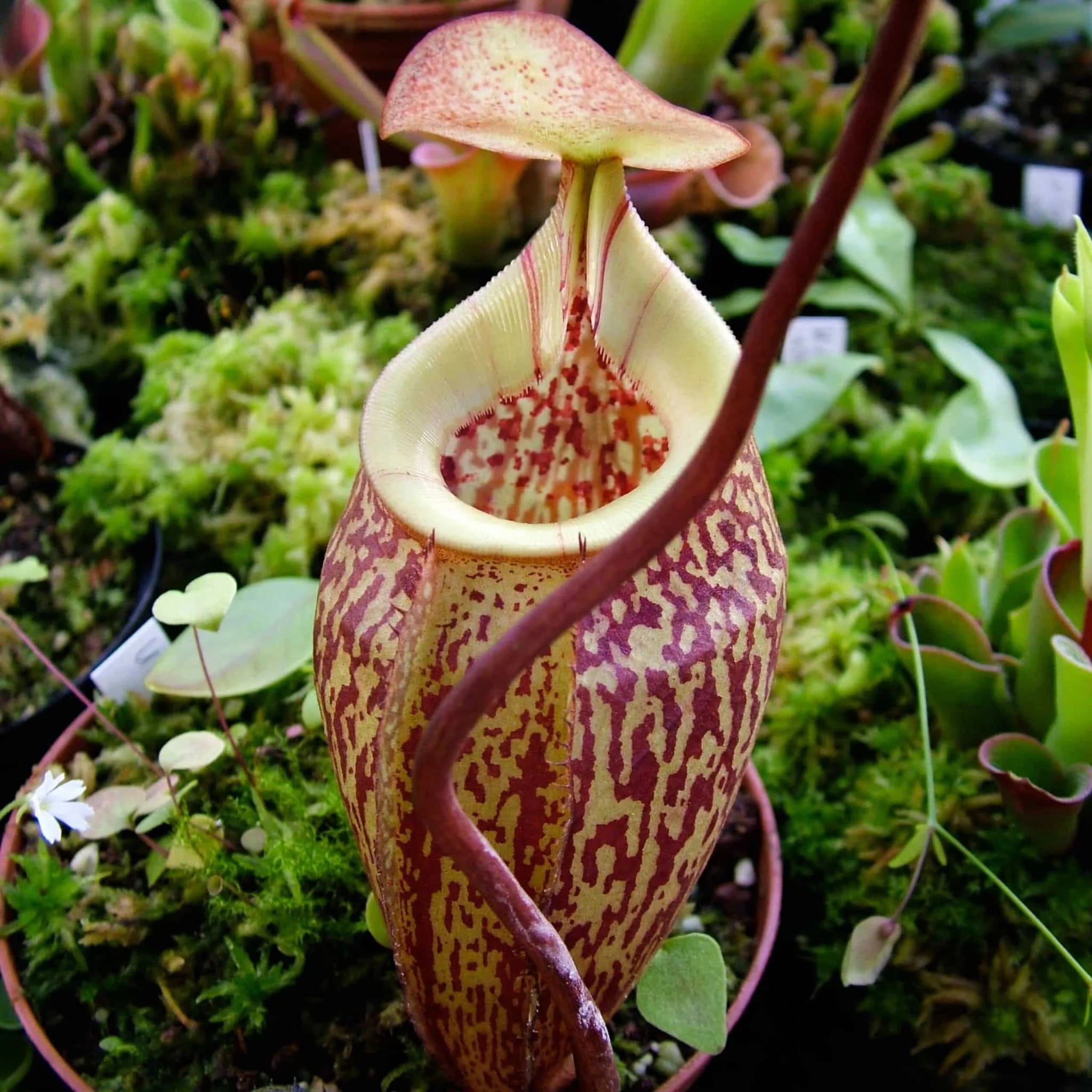 Nepenthes ulukaliensis, Genting Highlands , 6-8 cm 大森食虫植物農園