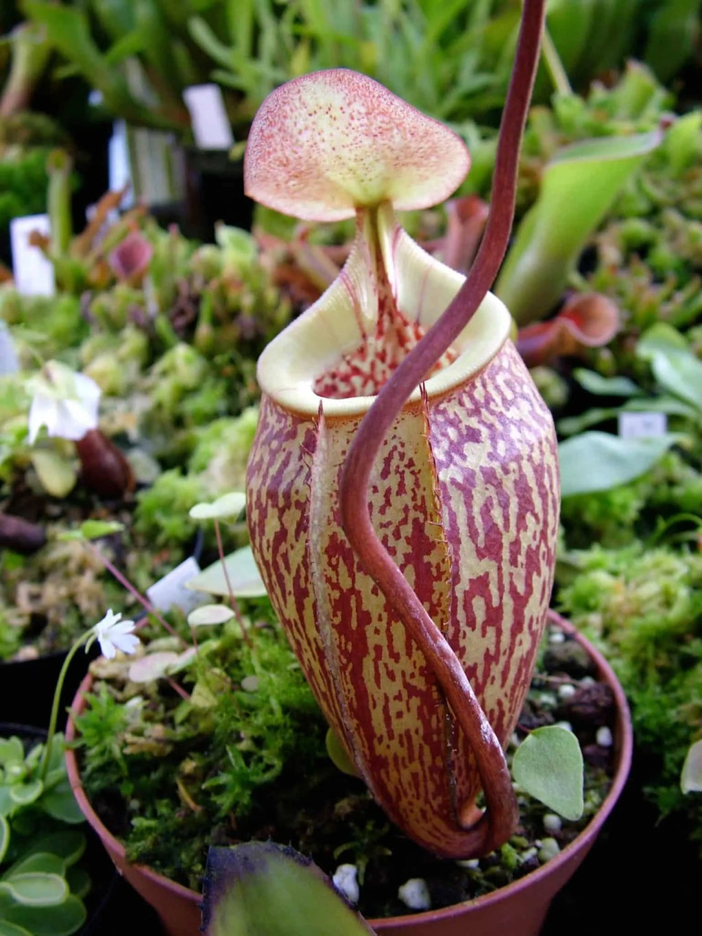 Nepenthes ulukaliensis, Genting Highlands , 6-8 cm 大森食虫植物農園