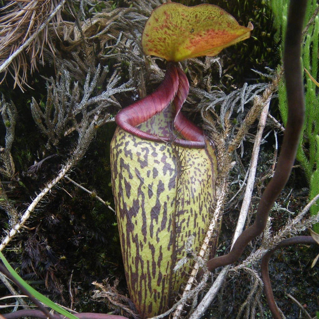 Nepenthes ulukaliensis, Genting Highlands , 6-8 cm 大森食虫植物農園