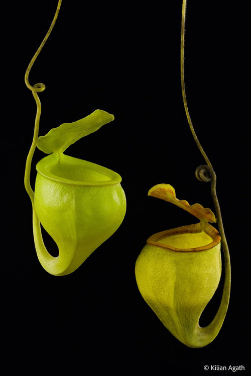 Nepenthes undulatifolia (Sulawesi) 大森食虫植物農園