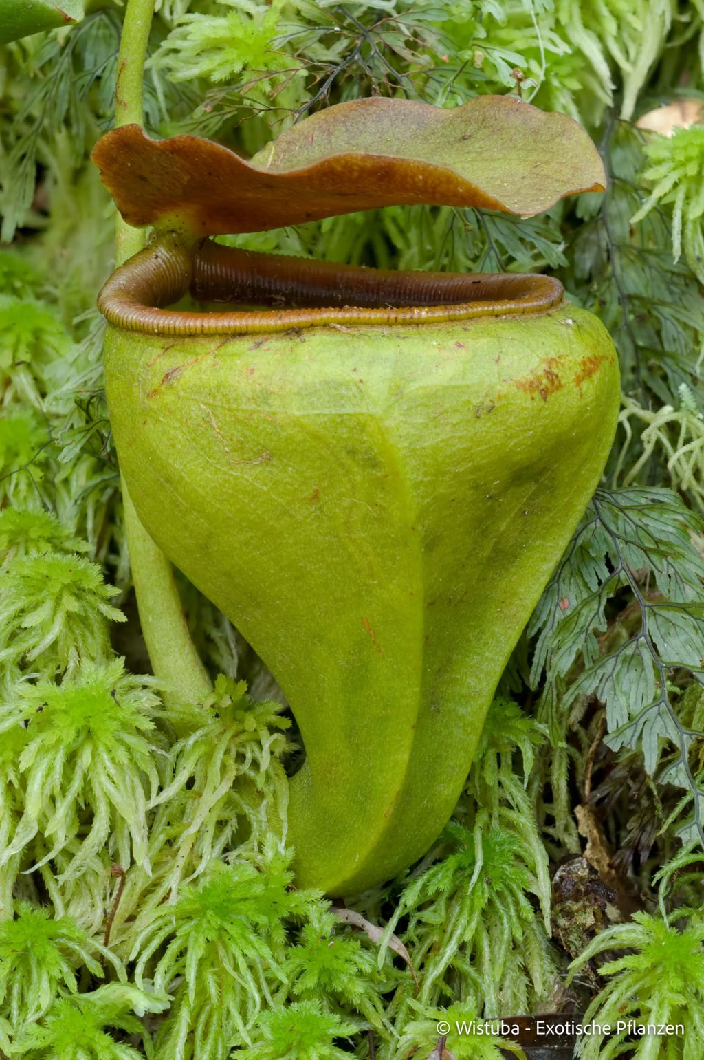 Nepenthes undulatifolia (Sulawesi) 大森食虫植物農園