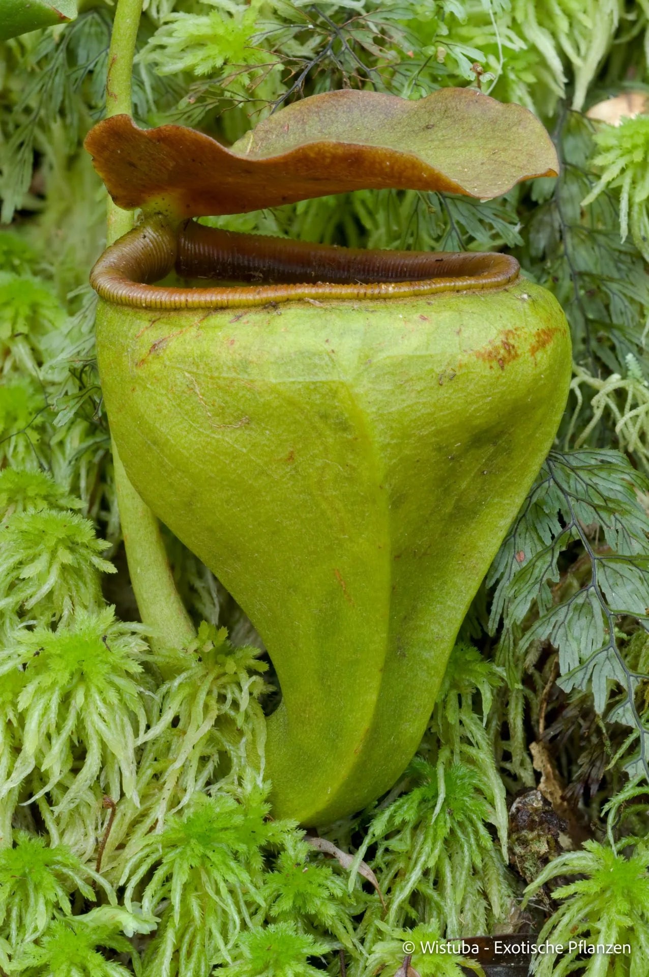 Nepenthes undulatifolia (Sulawesi) 大森食虫植物農園