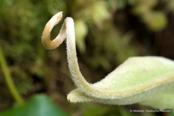 Nepenthes undulatifolia (Sulawesi) 大森食虫植物農園