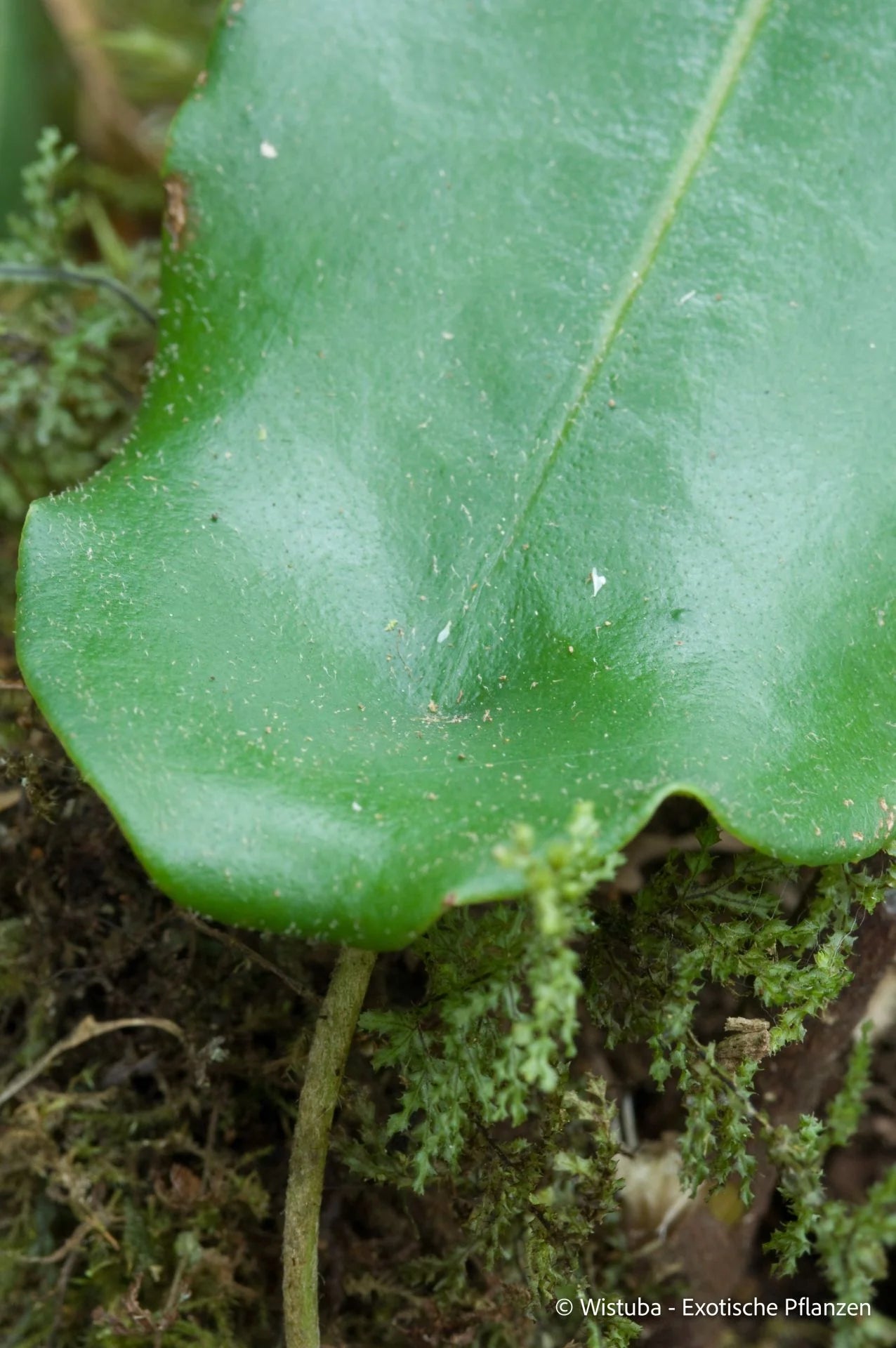 Nepenthes undulatifolia (Sulawesi) 大森食虫植物農園