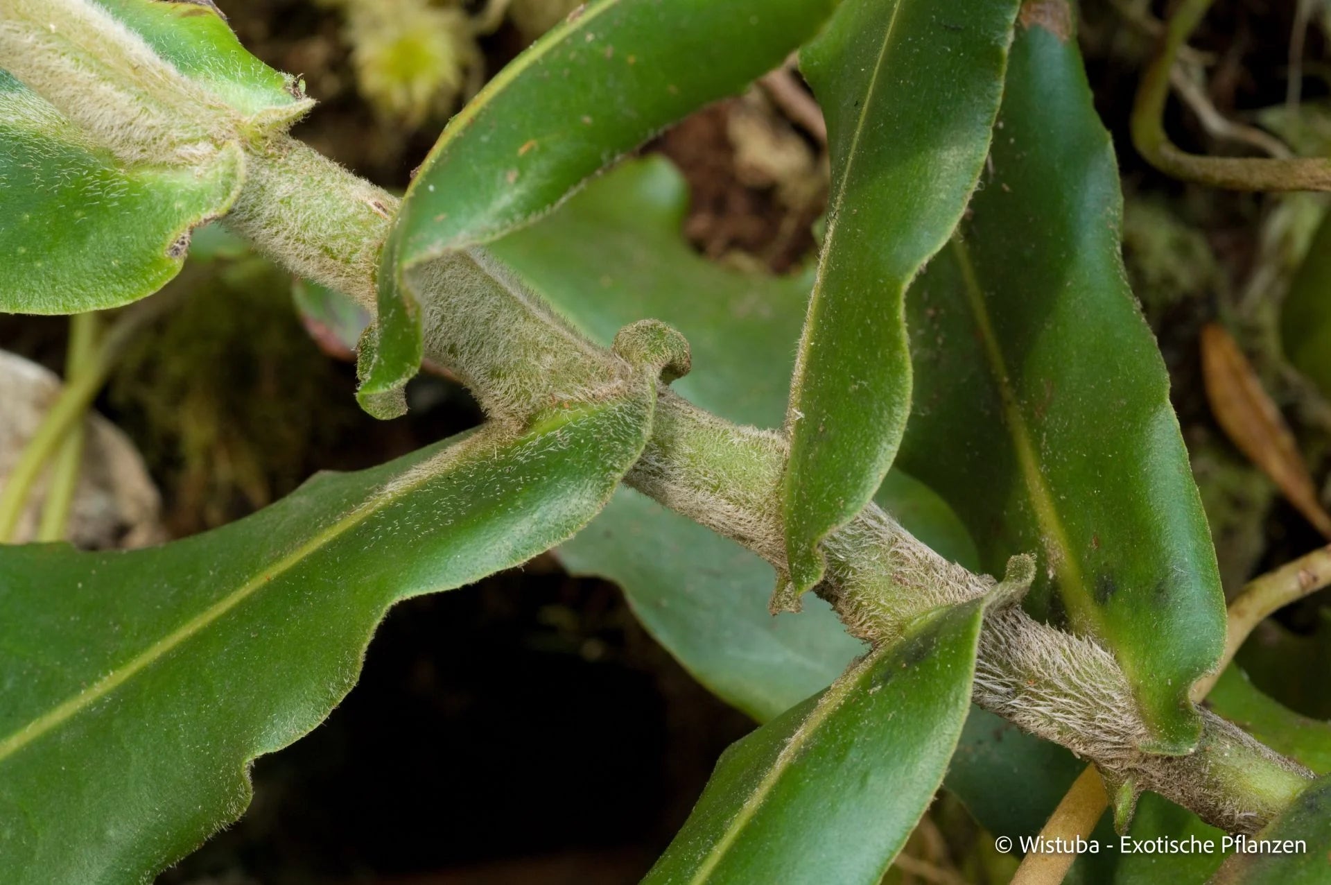 Nepenthes undulatifolia (Sulawesi) 大森食虫植物農園