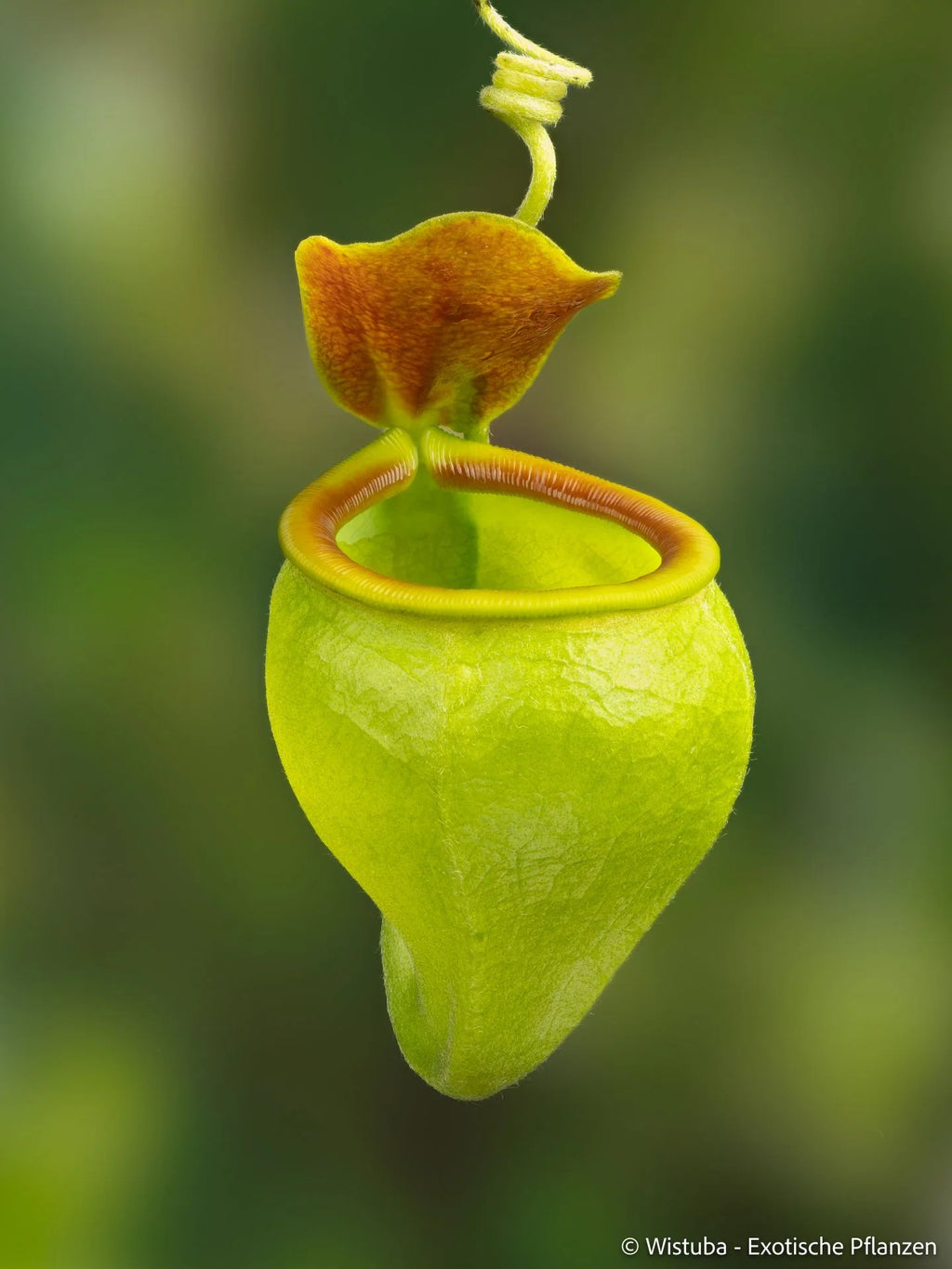 Nepenthes undulatifolia (Sulawesi) 大森食虫植物農園