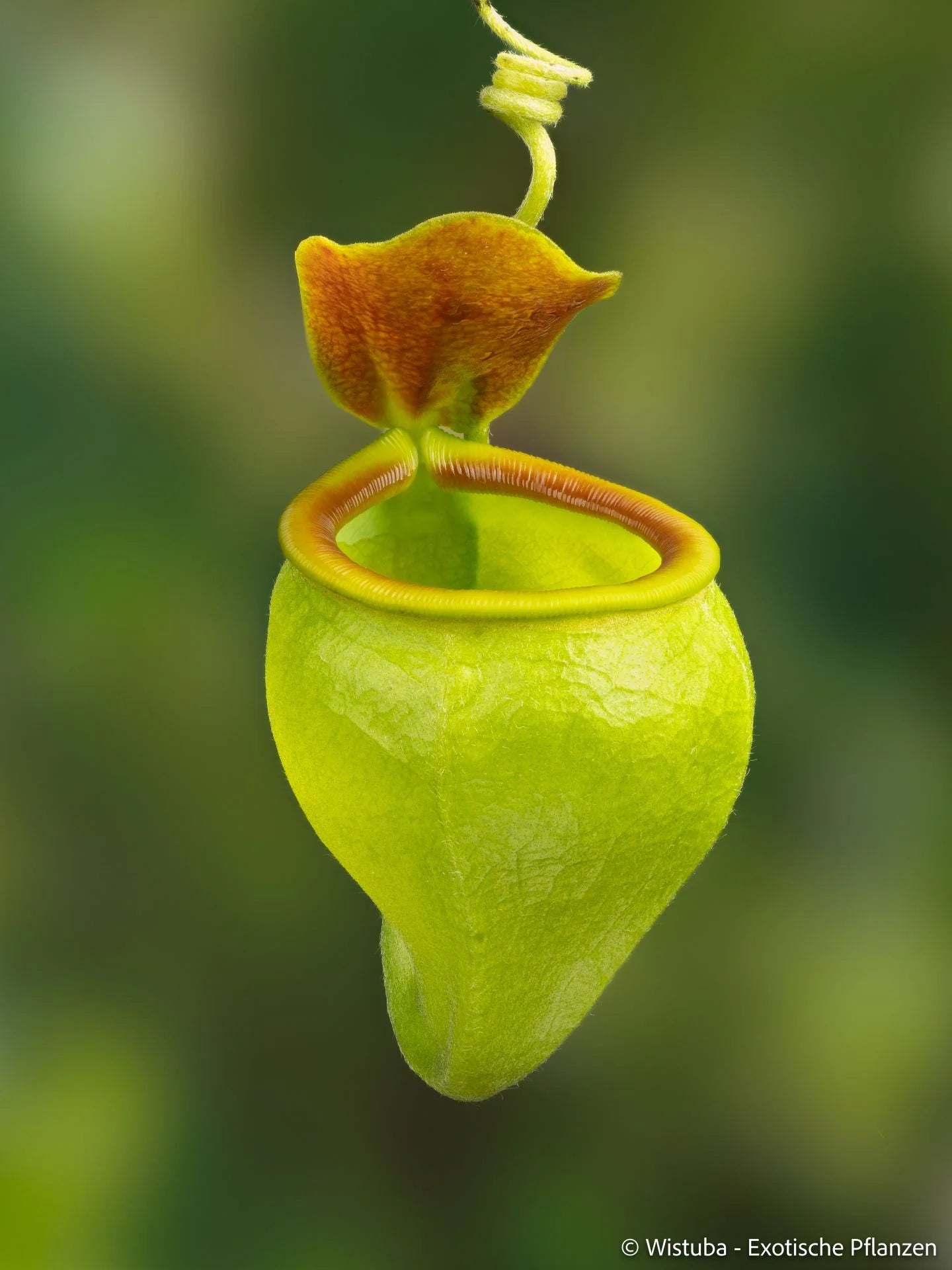 Nepenthes undulatifolia (Sulawesi) 大森食虫植物農園