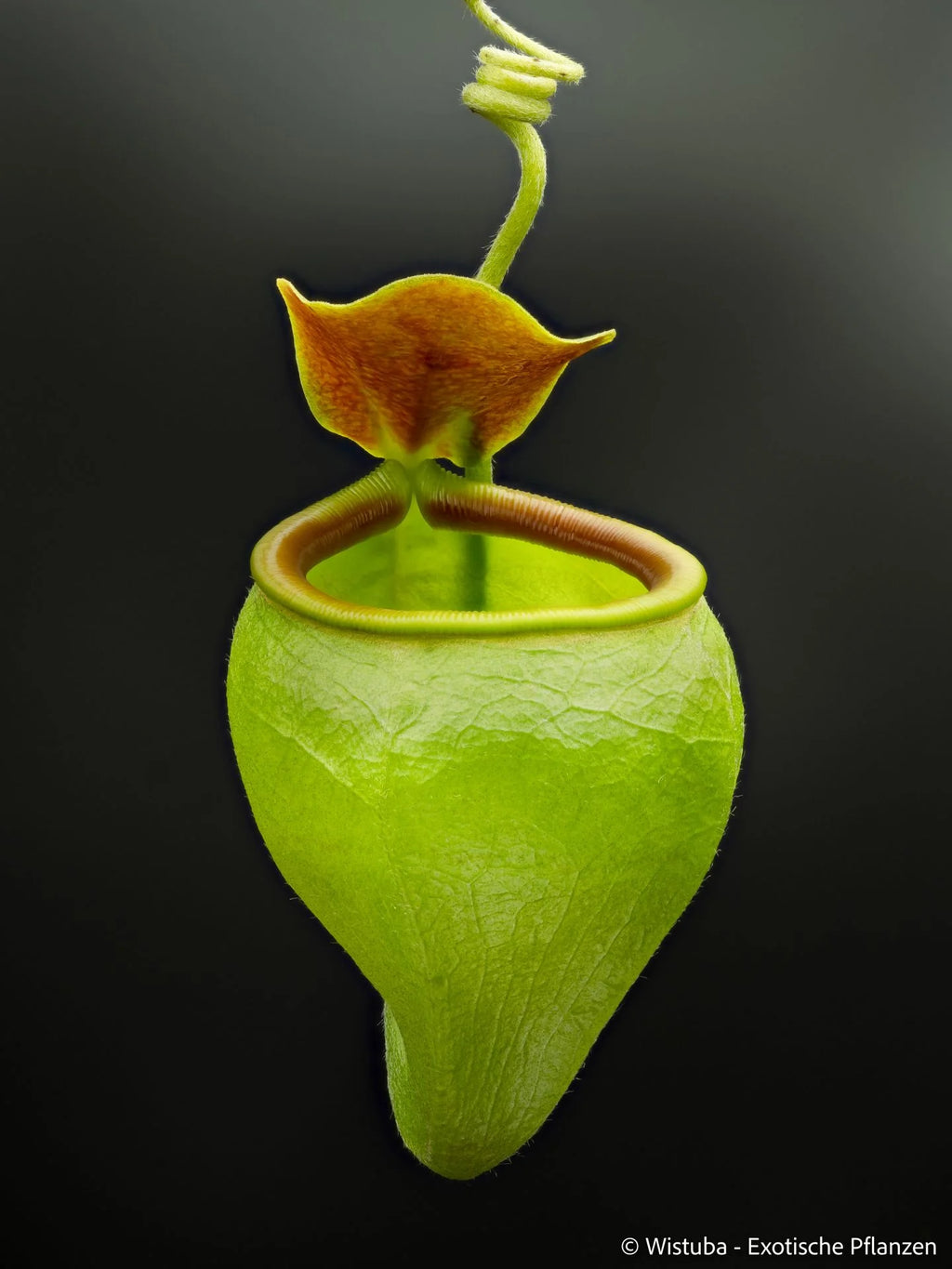 Nepenthes undulatifolia (Sulawesi) 大森食虫植物農園