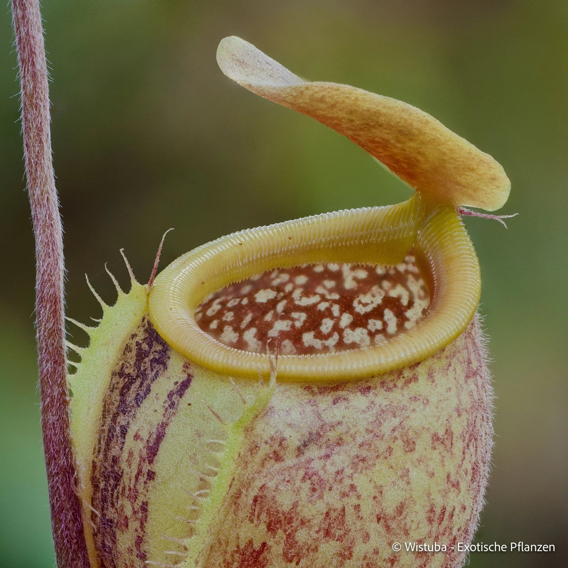 Nepenthes undulatifolia (Sulawesi) 大森食虫植物農園