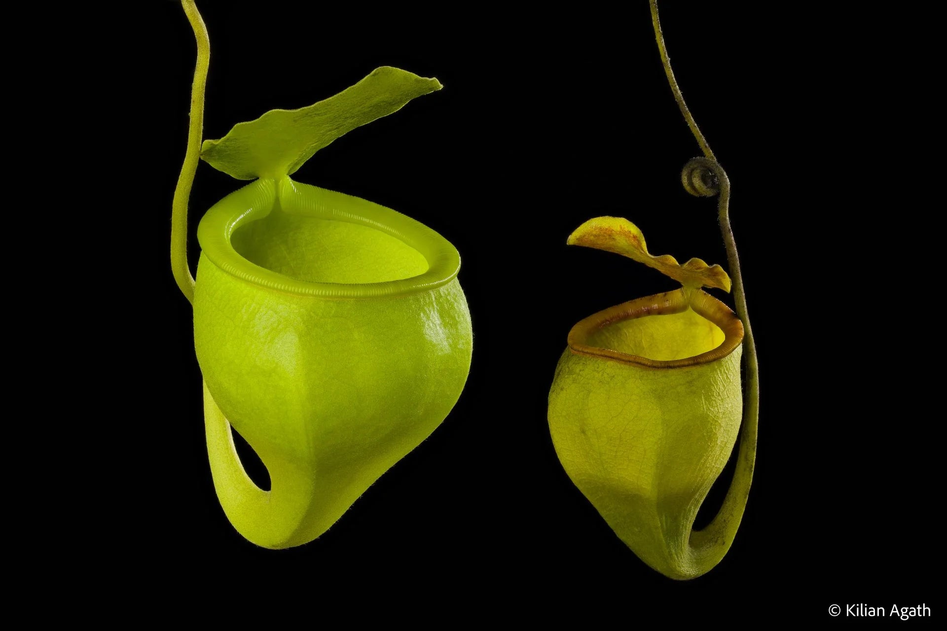 Nepenthes undulatifolia (Sulawesi) 大森食虫植物農園