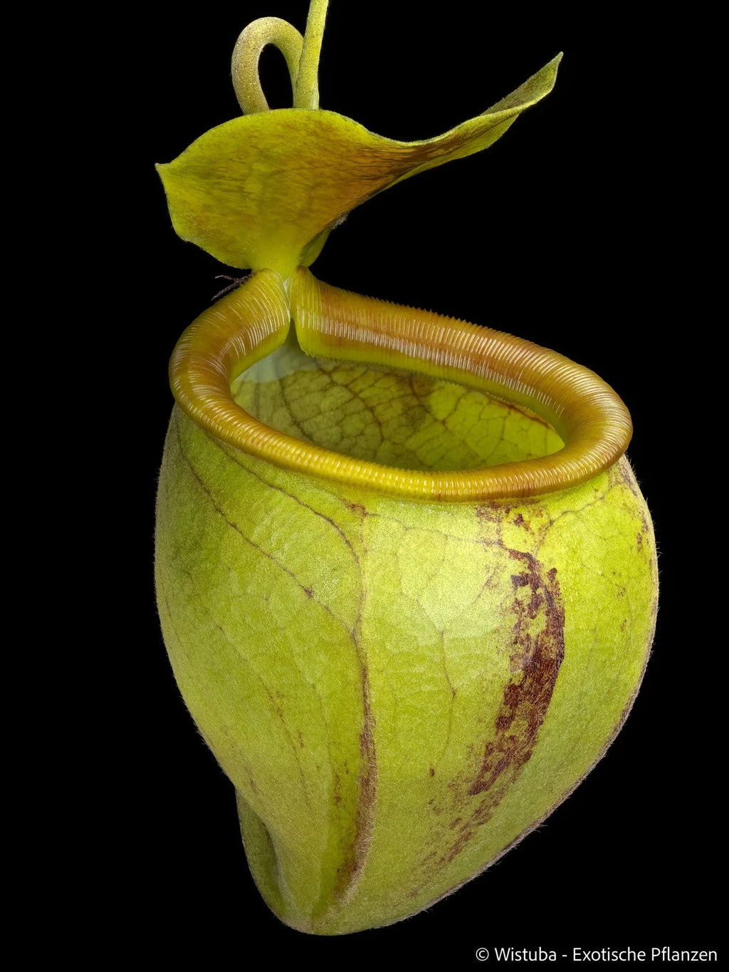 Nepenthes undulatifolia (Sulawesi) 大森食虫植物農園