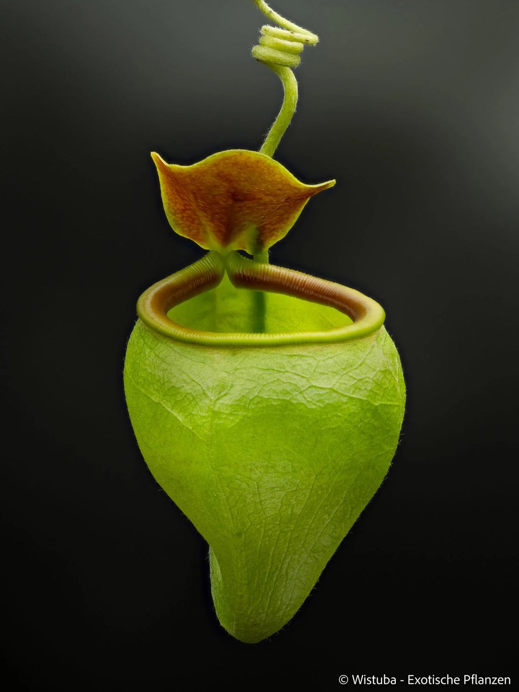 Nepenthes undulatifolia (Sulawesi) 大森食虫植物農園