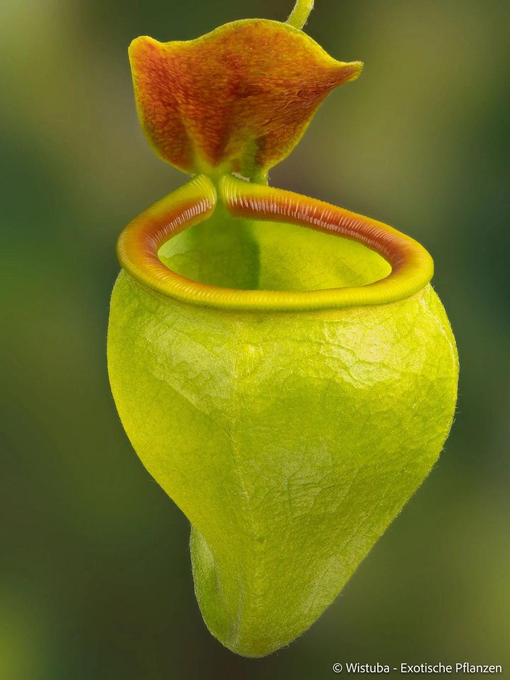 Nepenthes undulatifolia (Sulawesi) 大森食虫植物農園