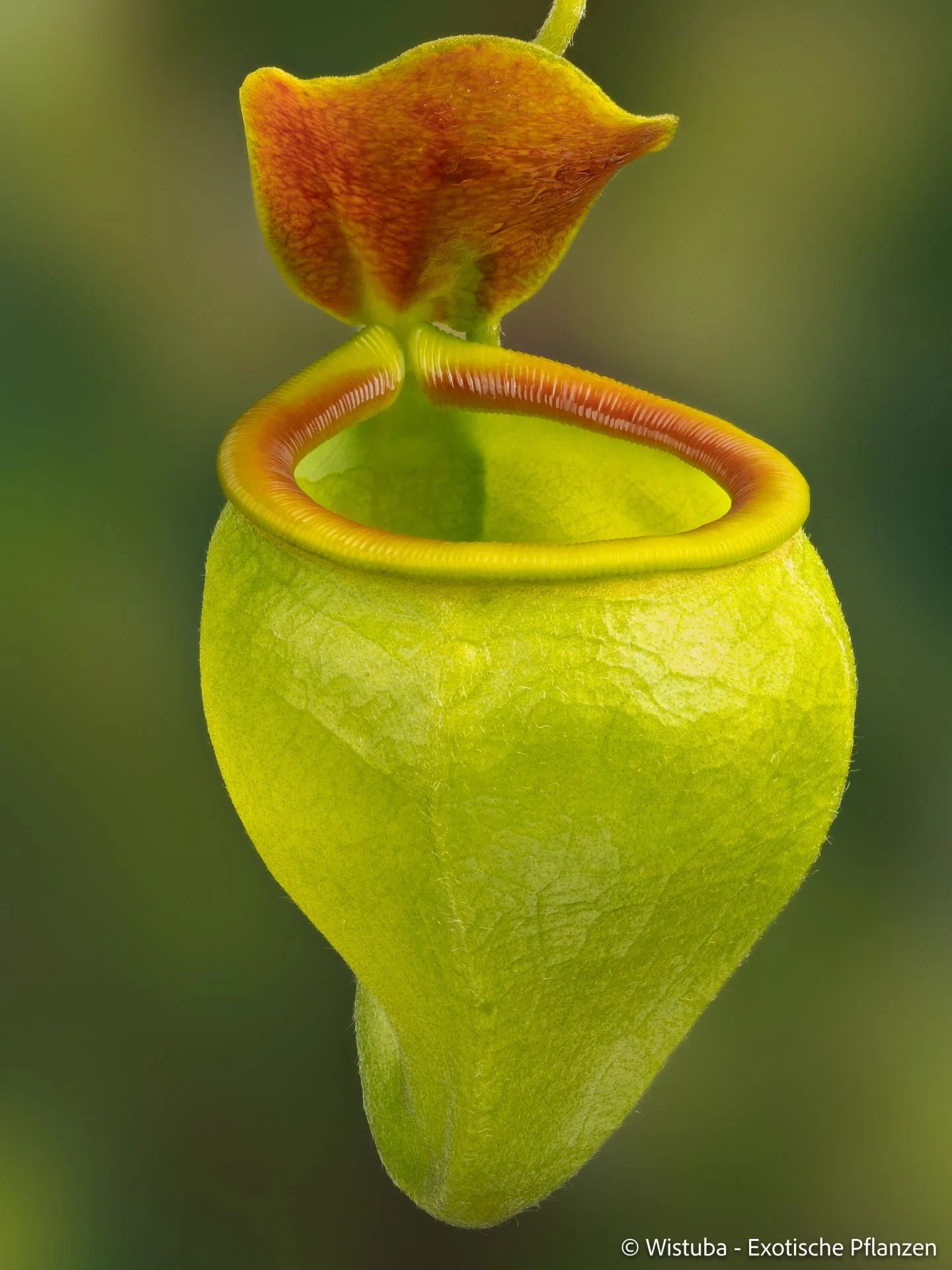 Nepenthes undulatifolia (Sulawesi) 大森食虫植物農園