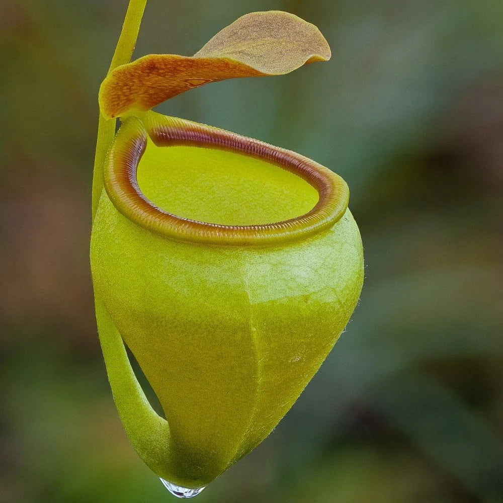 Nepenthes undulatifolia (Sulawesi) 大森食虫植物農園